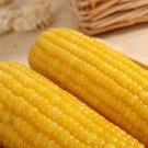 100 PCS Seeds Yellow Sweet Corn Seeds Heirloom Organic Chullpi Corn 100 PCS Seeds Yellow Sweet Corn Seeds Heirloom Organic Chullpi Corn