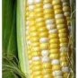 100 PCS Seeds Yellow Sweet Corn Seeds Heirloom Organic Chullpi Corn