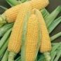100 PCS Seeds Yellow Sweet Corn Seeds Heirloom Organic Chullpi Corn