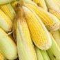 100 PCS Seeds Yellow Sweet Corn Seeds Heirloom Organic Chullpi Corn