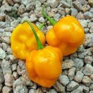 10 PCS Seeds Yellow Trinidad Moruga Scorpion Chili Pepper