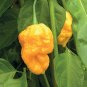 10 PCS Seeds Yellow Trinidad Moruga Scorpion Chili Pepper