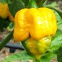 10 PCS Seeds Yellow Trinidad Moruga Scorpion Chili Pepper