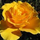 50 PCS Seeds Yellow Upright Fragrant Tea Rose Shrub Garden Flower 50 PCS Seeds Yellow Upright Fragrant Tea Rose Shrub Garden Flower