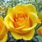 50 PCS Seeds Yellow Upright Fragrant Tea Rose Shrub Garden Flower