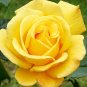 50 PCS Seeds Yellow Upright Fragrant Tea Rose Shrub Garden Flower