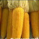 10 PCS Seeds Yellow Waxy Corn Vegetable