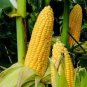 10 PCS Seeds Yellow Waxy Corn Vegetable