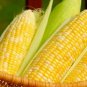 10 PCS Seeds Yellow Waxy Corn Vegetable