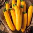 8 PCS Seeds Yellow Zucchini Summer Squash Cucurbita Pepo Vegetable 8 PCS Seeds Yellow Zucchini Summer Squash Cucurbita Pepo Vegetable