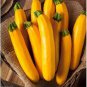 8 PCS Seeds Yellow Zucchini Summer Squash Cucurbita Pepo Vegetable