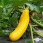 8 PCS Seeds Yellow Zucchini Summer Squash Cucurbita Pepo Vegetable