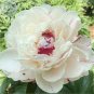 5 PCS Seeds Yidianhong' Cream White Peony Flowers with Dark Red centre Flower