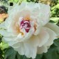 5 PCS Seeds Yidianhong' Cream White Peony Flowers with Dark Red centre Flower