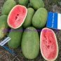 10 PCS Seeds Yield Super Green Oval Shape Red Watermelon