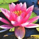 1 PCS Seeds ymphaea Eldorado Asian Pink Lotus Pad Flower Pond