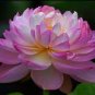 1 PCS Seeds ymphaea Eldorado Asian Pink Lotus Pad Flower Pond