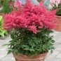 100 PCS Seeds Younique Cerise Pink Astilbe Perennial Flower