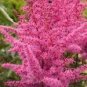 100 PCS Seeds Younique Cerise Pink Astilbe Perennial Flower