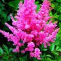 100 PCS Seeds Younique Cerise Pink Astilbe Perennial Flower