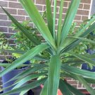 50 PCS Seeds Yucca Bonsai DIY Potted Plants 50 PCS Seeds Yucca Bonsai DIY Potted Plants