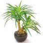 50 PCS Seeds Yucca Bonsai DIY Potted Plants