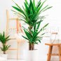50 PCS Seeds Yucca Bonsai DIY Potted Plants
