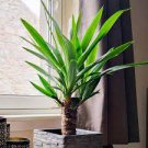 200 PCS Seeds Yucca Bonsai, DIY Potted Plants, IndoorOutdoor Pot 200 PCS Seeds Yucca Bonsai, DIY Potted Plants, IndoorOutdoor Pot