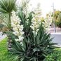 200 PCS Seeds Yucca Bonsai, DIY Potted Plants, IndoorOutdoor Pot