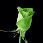 20 PCS Seeds Yunnan Dark Green Rose Seedling Perennial Flower