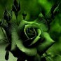 20 PCS Seeds Yunnan Dark Green Rose Seedling Perennial Flower