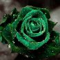 20 PCS Seeds Yunnan Dark Green Rose Seedling Perennial Flower