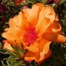 50 PCS Seeds Yunnan Orange Rose Plant