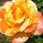 50 PCS Seeds Yunnan Orange Rose Plant