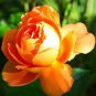 50 PCS Seeds Yunnan Orange Rose Plant