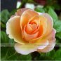 50 PCS Seeds Yunnan Orange Rose Plant