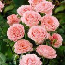 50 PCS Seeds Yunnan Pink Rose Garden Flower Beautiful