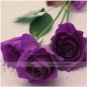 50 PCS Seeds Yunnan Purple Rose Plant