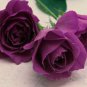 50 PCS Seeds Yunnan Purple Rose Plant