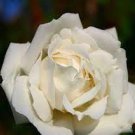 50 PCS Seeds Yunnan White Rose