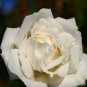 50 PCS Seeds Yunnan White Rose