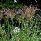 50 PCS Seeds Zebra Grass Seeds Miscanthus Sinensis Zebrinus Non-Hybrid