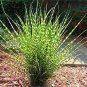 50 PCS Seeds Zebra Grass Seeds Miscanthus Sinensis Zebrinus Non-Hybrid