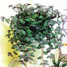 100 PCS Seeds Zebrina pendula Schnizl Bonsai Garden Perennial Plants 100 PCS Seeds Zebrina pendula Schnizl Bonsai Garden Perennial Plants