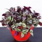 100 PCS Seeds Zebrina pendula Schnizl Bonsai Garden Perennial Plants