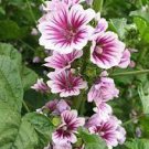 100 PCS Seeds Zebrina Seed Purple Light Gray Stripes Leaves