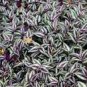 100 PCS Seeds Zebrina Seed Purple Light Gray Stripes Leaves