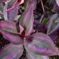 100 PCS Seeds Zebrina Seed Purple Light Gray Stripes Leaves