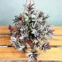 100 PCS Seeds Zebrina pendula Schnizl Bonsai Garden Perennial Plants
