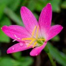 8 PCS Seeds Zephyranthes carinata White Red Yellow Pink Rain Lily Perennial Garden Flower